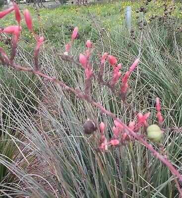 ยุกคาแดงเท็กซัส (Texas Red Yucca) / 10 เม็ด (Texas, USA)
