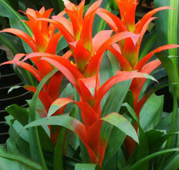 สับปะรดสี (Bromeliad) คละ / 20 เม็ด (นอก)