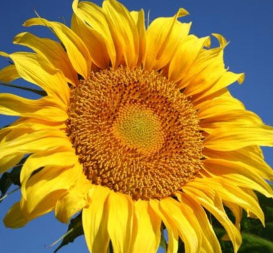 ทานตะวันยักษ์ แมมมอธ เกรย์ (Mammoth Grey) / 20 เม็ด (Greece)