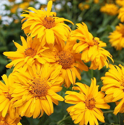 สนีซหวีด (Sneezeweed) / ซอง 50 เม็ด (A131)