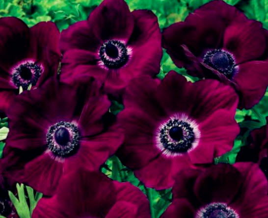 แอนนีโมนี (Anemone) สีม่วง / 25 เม็ด