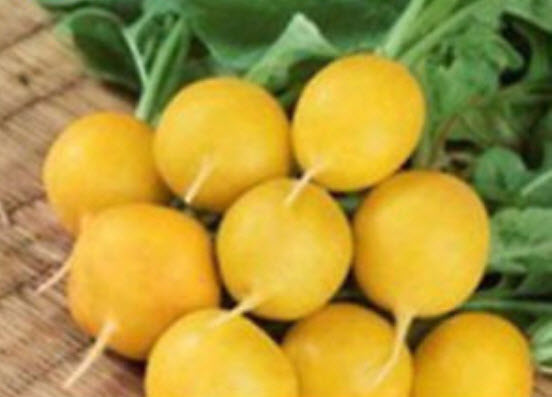 ไชเท้า เชอรี่ เบลล์ (Cherry Belle) คละ / 200 เม็ด (นอก)