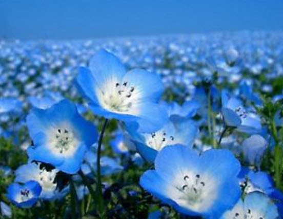 เนโมฟีลา - เบบี้บลูอาย (Nemophila - Baby Blue Eyes) / 100 เม็ด (Ukraine)