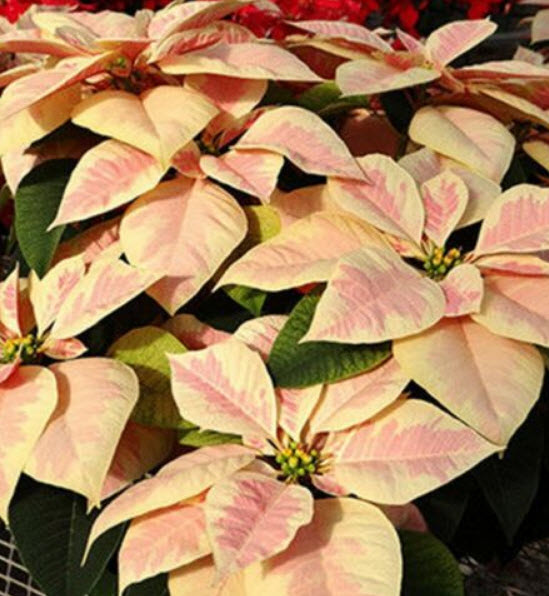 คริสต์มาส (Poinsettia / Euphorbia Pulcherrima) คละ / 50 เม็ด