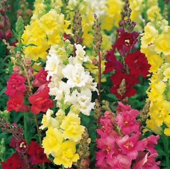 ดอกลิ้นมังกร (Snapdragon) ดอกใหญ่ ต้นสูง คละสี / 3,000 เม็ด (Ukraine)