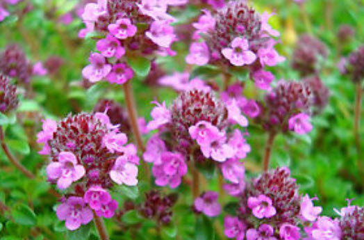 ไทม์เลื้อยสีม่วง (Purple creeping thyme) / 4,200 เม็ด (UK)