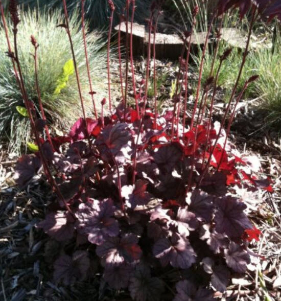 ฮิวเชร่า (Heuchera - Palace Purple) / 50 เม็ด (Australia)*