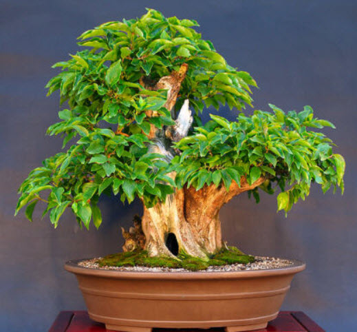 คอเนเลี่ยน เชอรี่ ด็อกวูด (Cornelian Cherry Dogwood) / 65 เม็ด (UK)