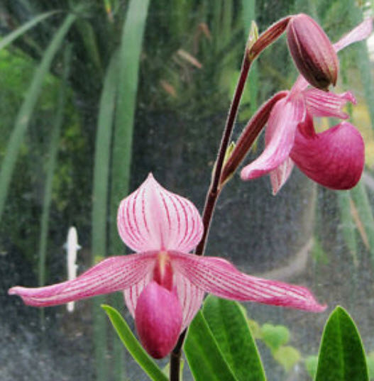 กล้วยไม้ Baby Face Orchid / 100 เม็ด (China)