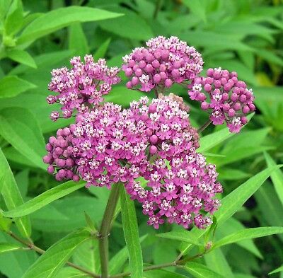 มิลค์หวีด (Milkweed) คละ / 15 เม็ด