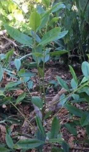 มาเต / มาชี / ชาบราซิล (Mate / Ilex paraguariensis) / 10 เม็ด (Spain)