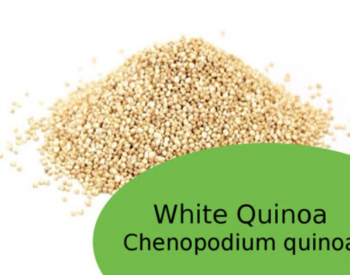 ควินัวขาว (White Quino) สีขาว / 200 เม็ด (Moldova)
