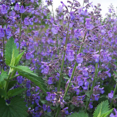 แค็ทนิพ หรือกัญชาแมว (catnip) / 400 เม็ด (นอก)