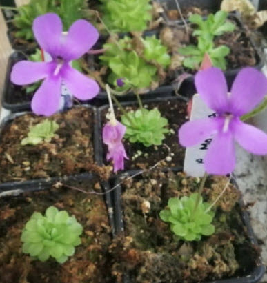 พิงกุย (Pinguicula) ดอกสีม่วง / 5 เม็ด (Spain)