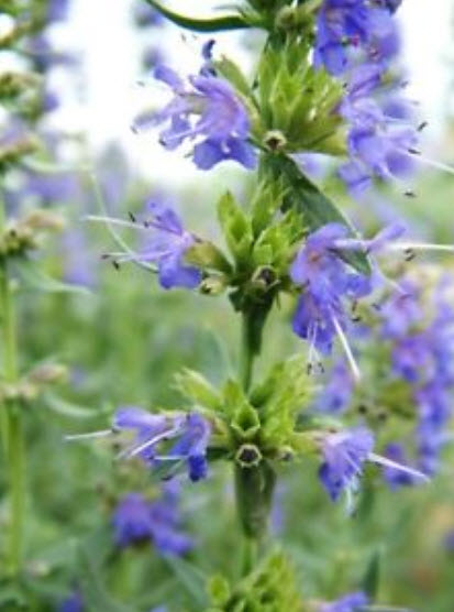 Common Hyssop / ซอง 50 เม็ด (D029)