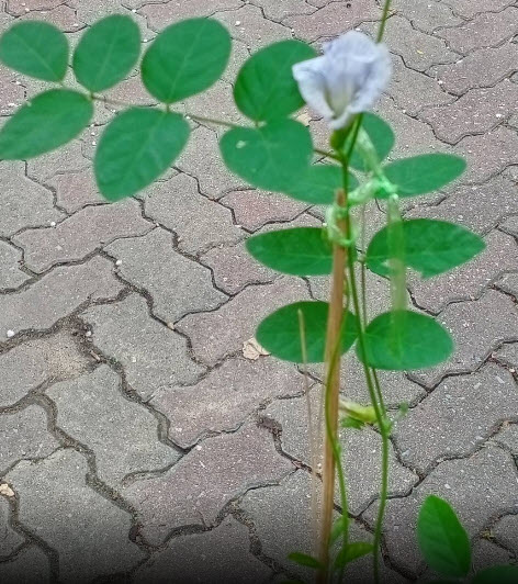 ต้นอัญชัน ดอกด่าง กระถาง 6 นิ้ว สวยมาก มีต้นพร้อมส่ง