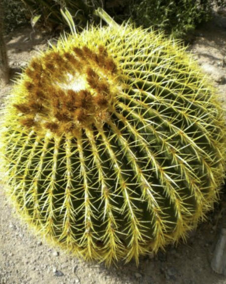 ถังทอง (Barrel cactus / Echinocactus Grusonii) / 20 เม็ด (Portugal)