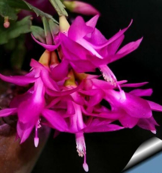 คริสมาสแคคตัส (Christmas Cactus) สีชมพู / 25 เม็ด