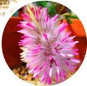 หญ้าหางหมาจิ้งจอก สีชมพู / 100 เม็ด