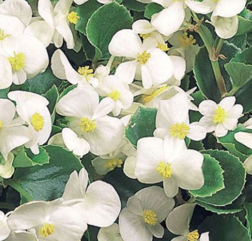 บิโกเนียใบมัน (Begonia Wax) สีขาว / 50 เม็ด (USA)
