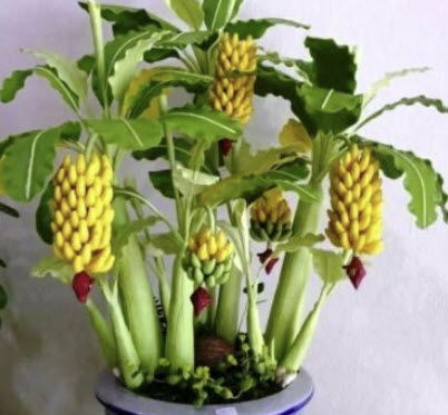 กล้วยต้นเตี้ย/กล้วยแคระ (Dwarf Banana Tree) / 50 เม็ด (China)*