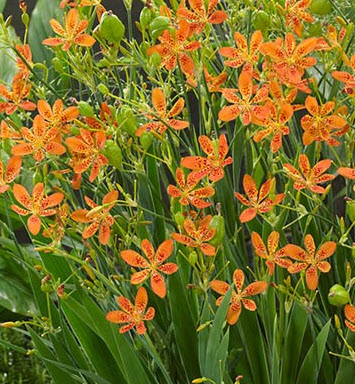 ว่านหางช้าง หรือแบล๊คเบอร์รี่ ลิลี่ (Blackberry Lily) / 12 เม็ด (UK)