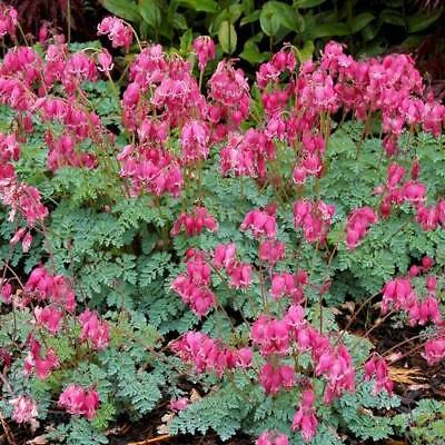 หทัยหยาดทิพย์ใบเฟิร์น (Fringed Bleeding Heart) สีชมพู / 10 เม็ด (Moldova)