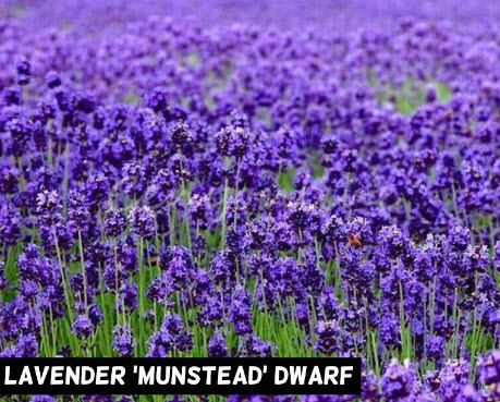ลาเวนเดอร์ มุนสเตด (Munstead Lavender) / 50 เม็ด (Australia)