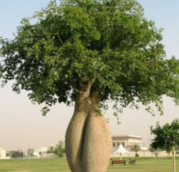 ต้นขวด bottle tree / Brachychiton Rupestris เพาะเมล็ด สูง 10-30 ซ.ม. กระถาง 6 นิ้ว