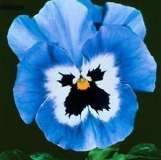 แพนซี (Pansy) สีฟ้า / 100 เม็ด