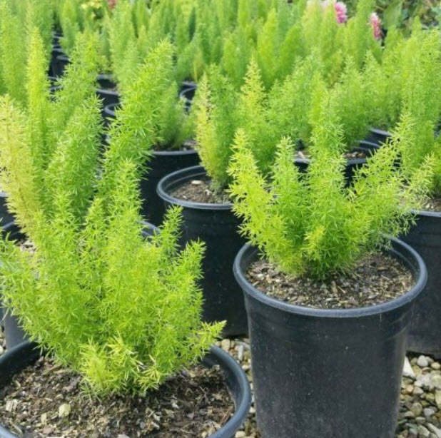 ปริกหางกระรอก (Foxtail fern) เขียว / 100 เม็ด (นอก)