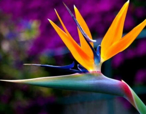 ปักษาสวรรค์ (Bird of Paradise) คละ / 10 เม็ด (China)
