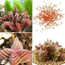 บุดด้า เท็มเปิล (Buddha's Temple) / 100 เม็ด