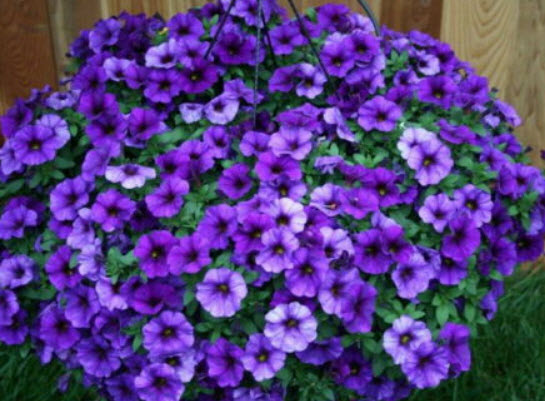พิทูเนียเลื้อย (Trailing Petunia) น้ำเงิน (A) / 5,000 เม็ด (Serbia)