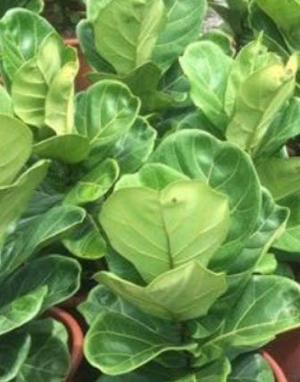 ต้นไทรใบสัก กระถาง สูง 40-50 ซ.ม. / ต้น