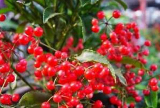 จ้าเครือ หรือตับปลา (Ardisia Crenata) / ซอง 10 เม็ด (A148)