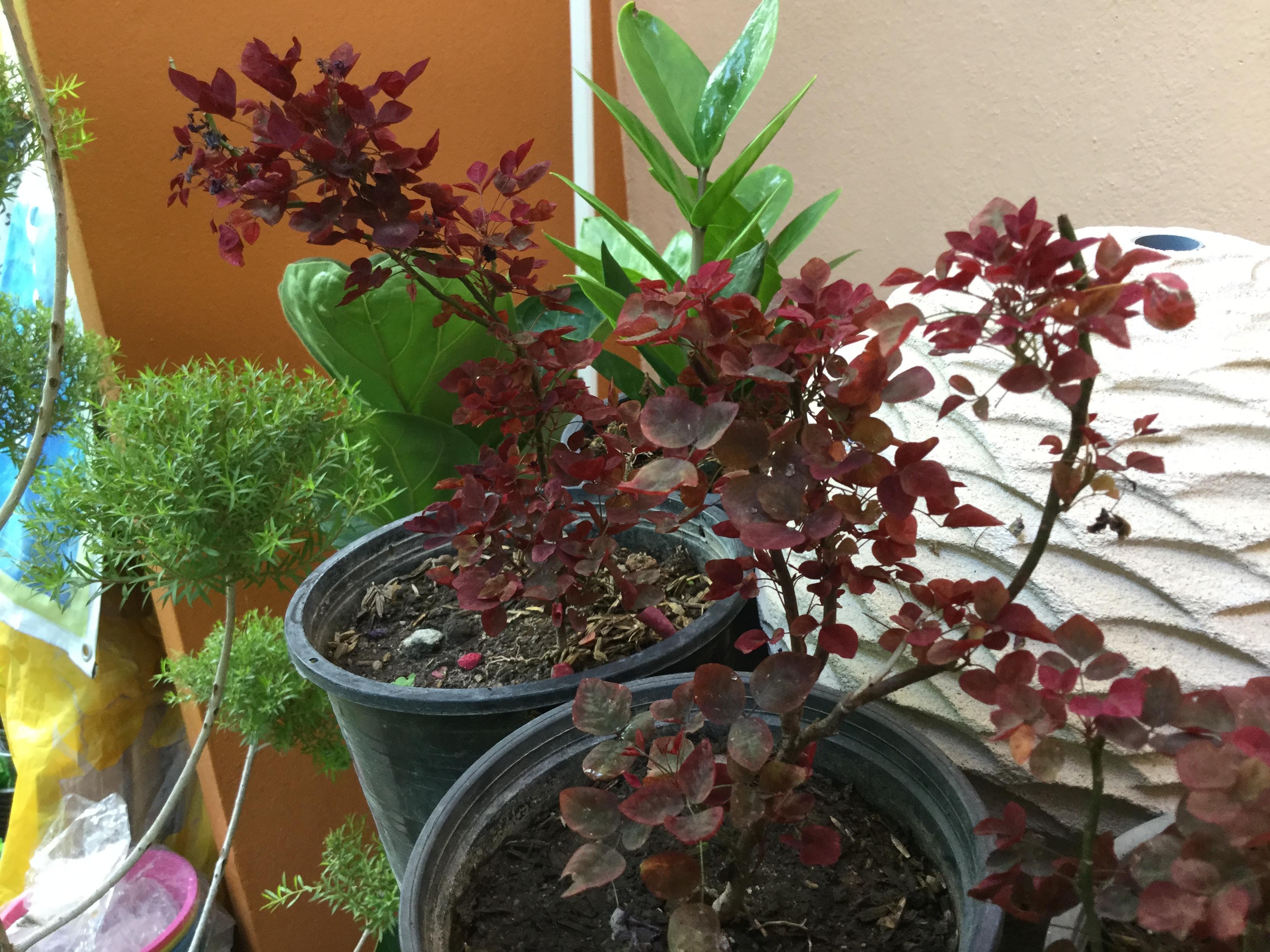 ต้นโพธิ์แดงแคระ กระถาง 3-4 นิ้ว / ต้น