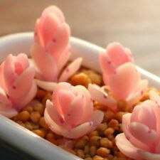 เอชชิวาเรีย (Echeveria) สีส้ม-ชมพู / 50 เม็ด
