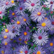 แอสเตอร์ (Round China aster) สีม่วง / ซอง 30 เม็ด (A273)