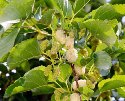 หม่อนขาว (White Mulberry / Morus alba) / 55 เม็ด (UK)