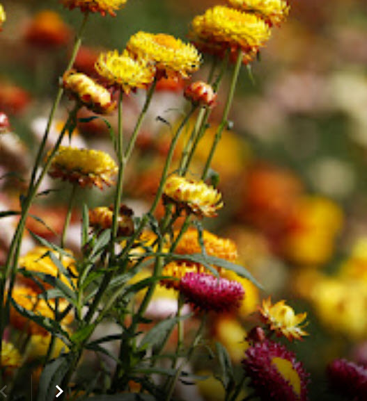 ดอกกระดาษ หรือบานไม่รู้โรยฝรั่ง คละสี / 700 เม็ด *