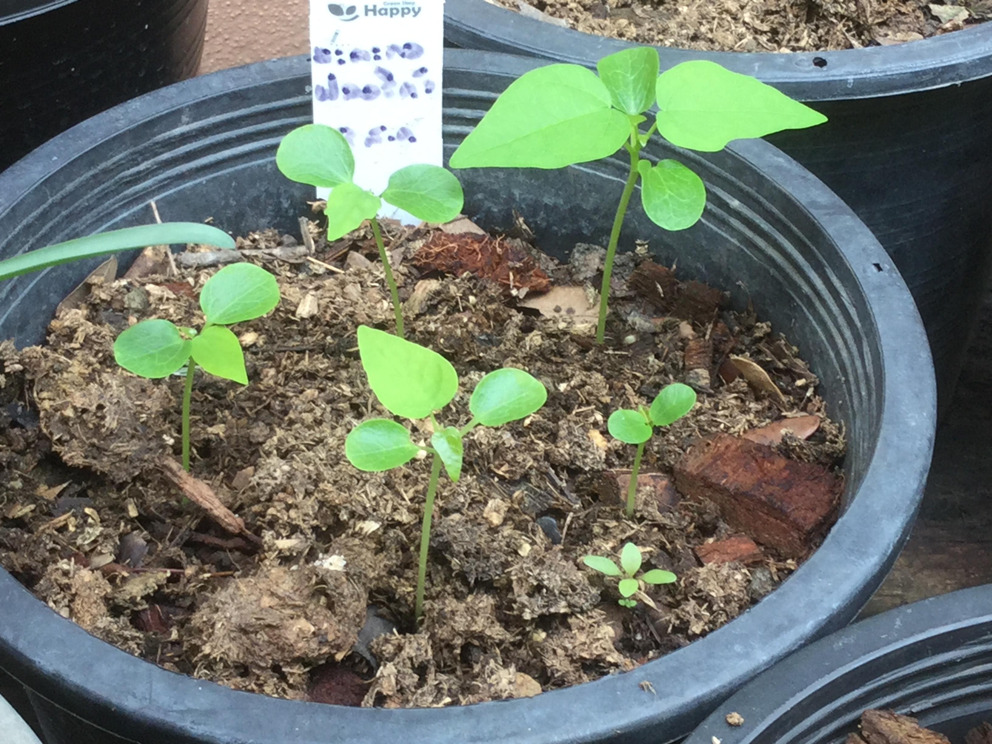 ต้นกล้ามะละกอ ฟลอริด้า โกลด์ กระถาง สูง 20-30 ซ.ม. / ต้น (พันธุ์จาก USA)