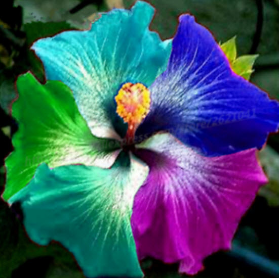 ชบาแฟนซี ดอกใหญ่ (Rainbow Hibiscus) / 100 เม็ด