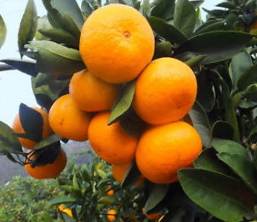 ส้มแมนดาริน (Mandarin orange) / 50 เม็ด