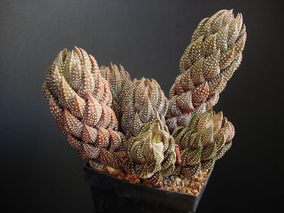 ฮาโวเทีย Haworthia coarcfata / 100 เม็ด
