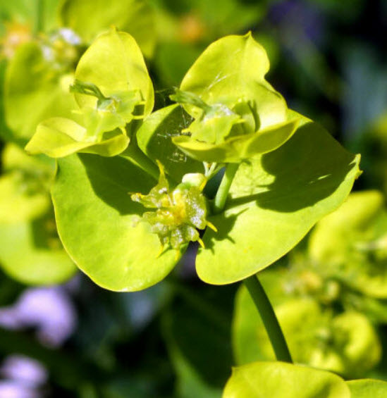 คริสต์มาส (Poinsettia) เขียว / 50 เม็ด