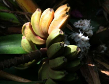 กล้วยลาเวนเดอร์ (Lavender Banana) / 5 เม็ด (South Africa)