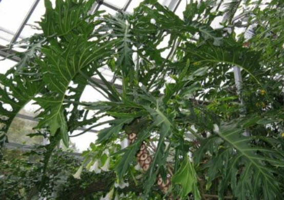 ฟีโลเดนดรอน ใบแฉก (Philodendron Bipinnatifidum) / 15 เม็ด (Spain)