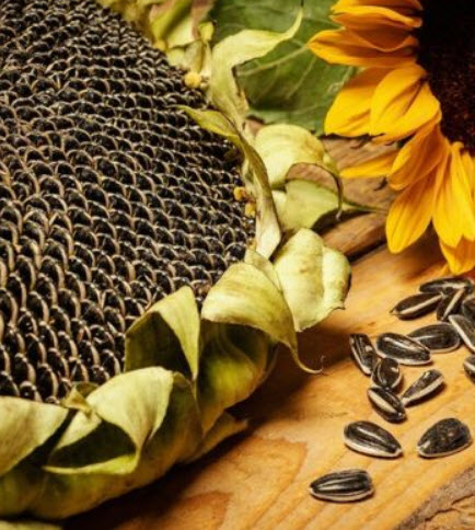 ทานตะวันยักษ์ แมมมอธ เกรย์ (Mammoth Grey) / 20 เม็ด (Greece)