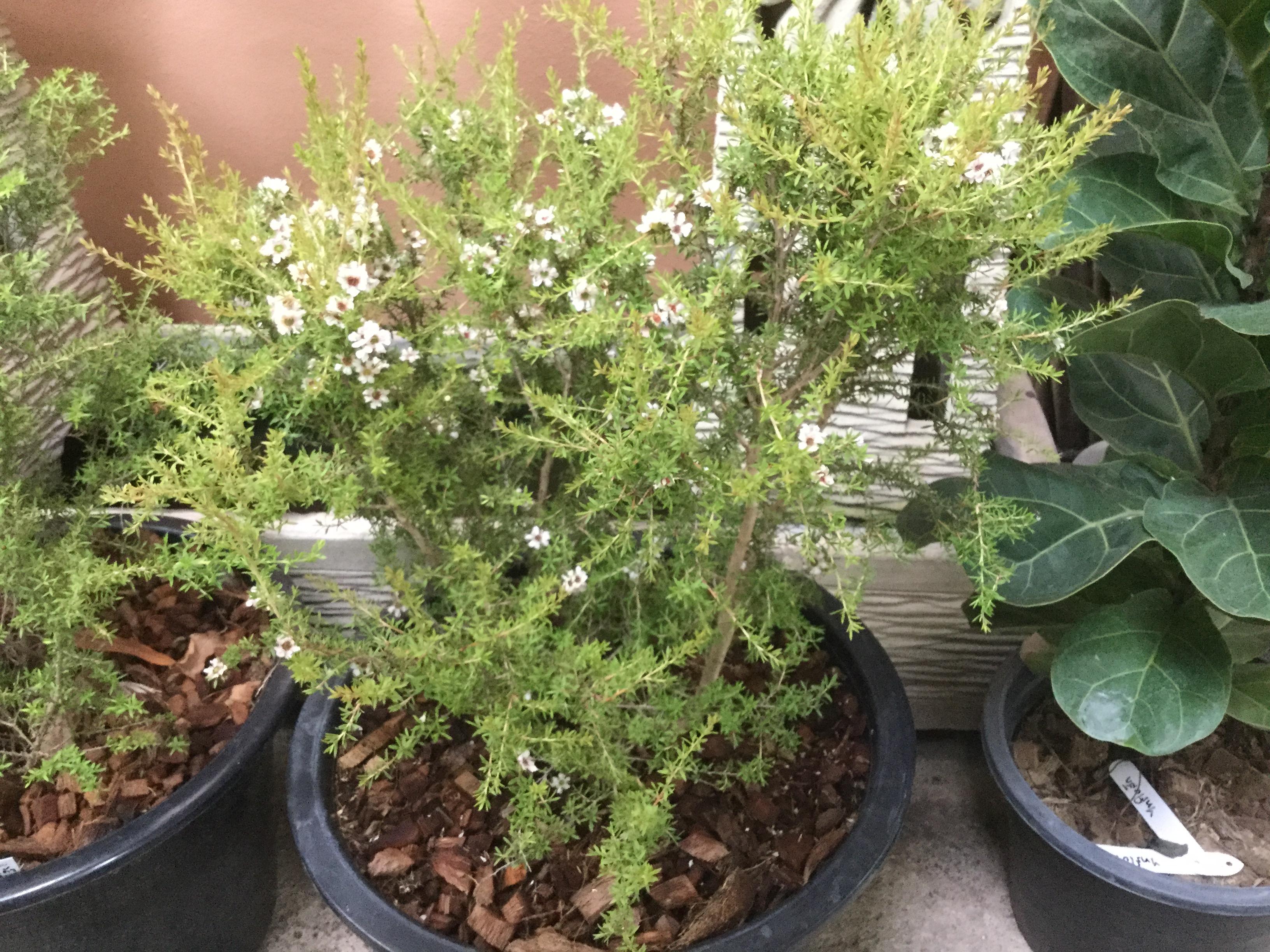 ต้นมานูก้า ดอกสีขาว (Manuka) กระถาง 6 นิ้ว